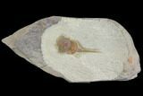 Xiphosurida Arthropod (Pos/Neg) - Horseshoe Crab Ancestor #137694-1
